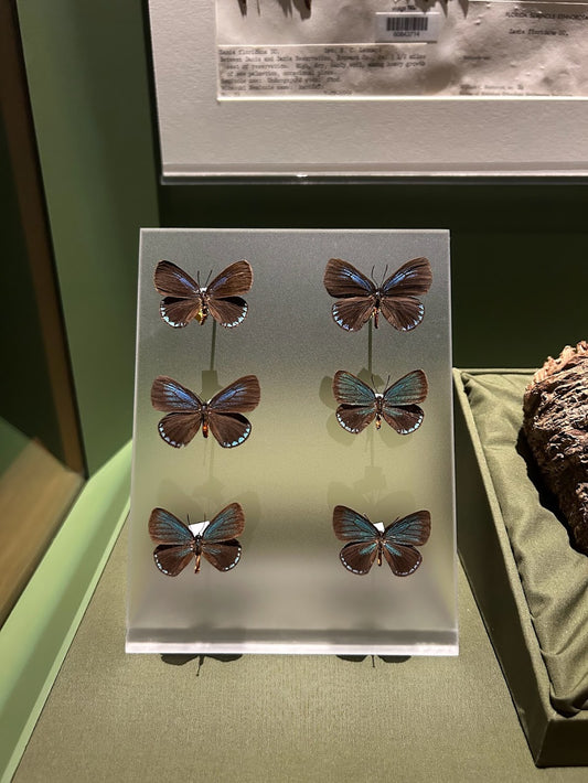 Custom Frosted Acrylic Display for Nature Museum Butterfly Exhibit